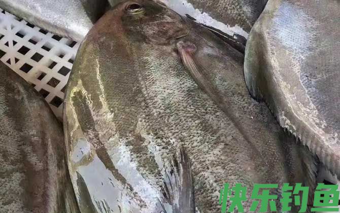 黑鲳鱼
