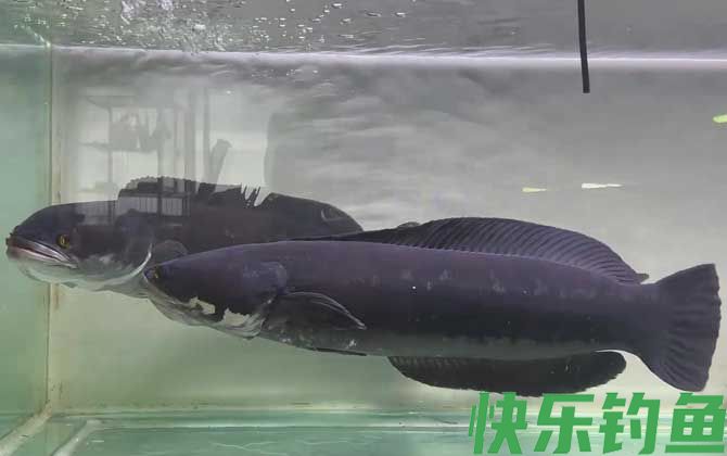 大铅笔