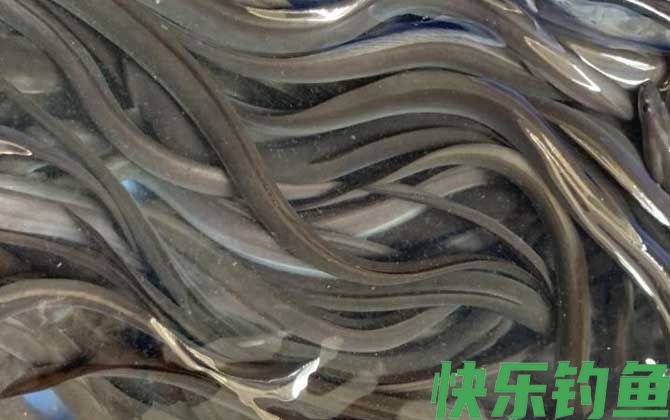 鳗鱼