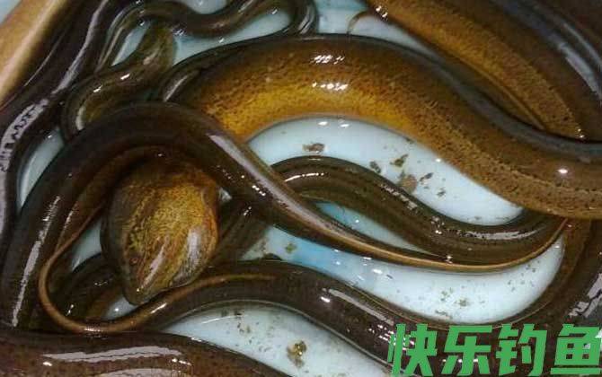 鳝鱼