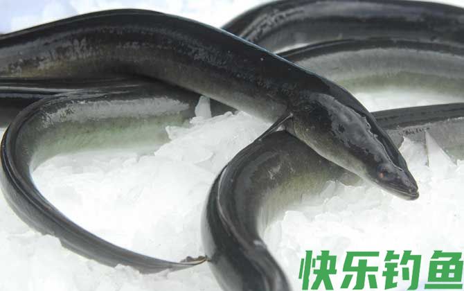 鳗鱼
