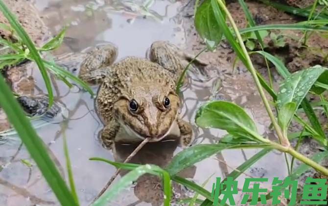 田鸡