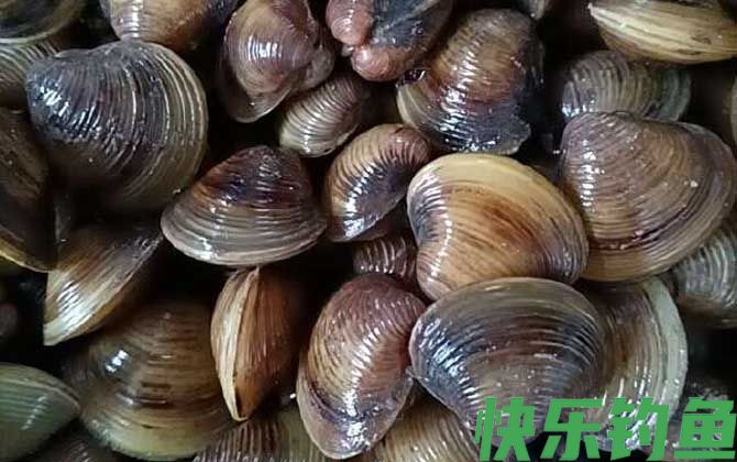 河蚬