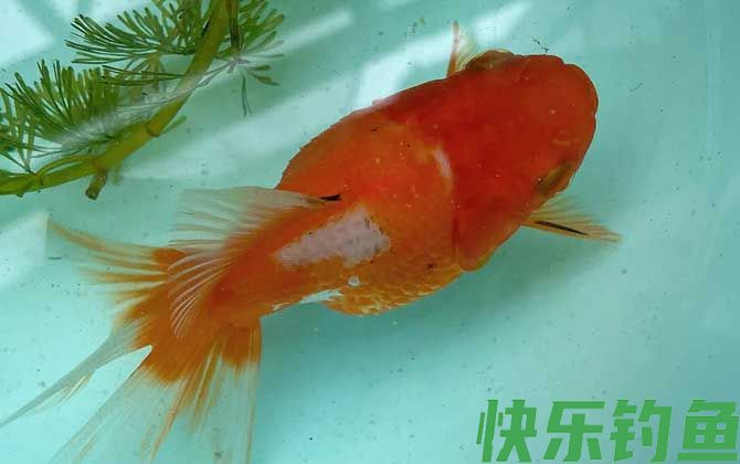 金鱼