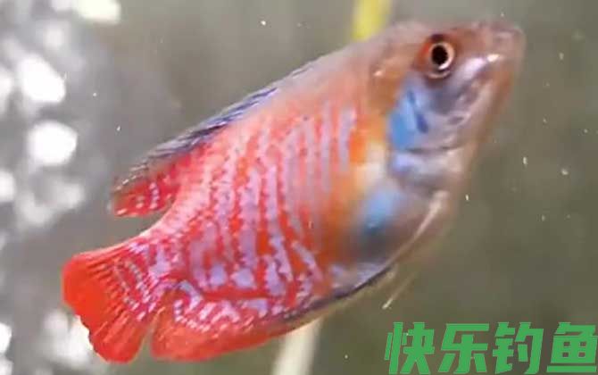 丽丽鱼