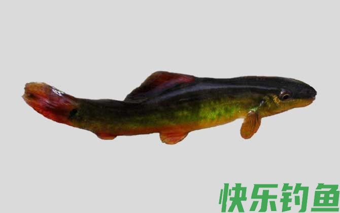 大眼高原鳅
