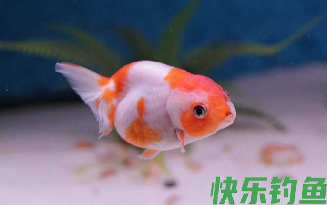 鱼