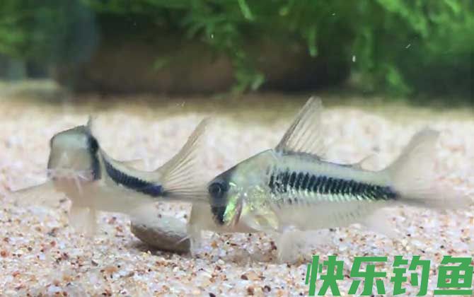 鼠鱼