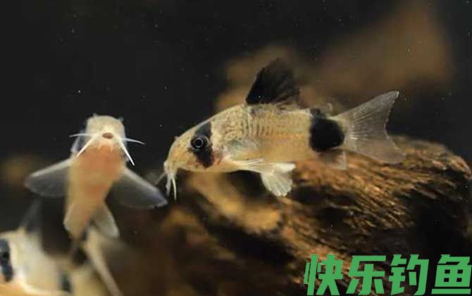 鼠鱼