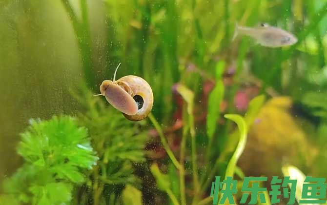 苹果螺