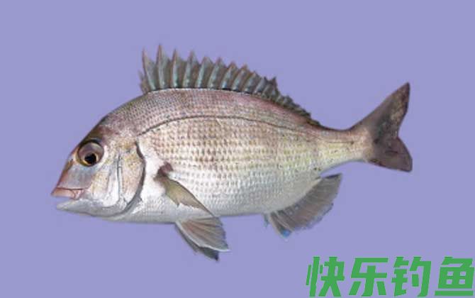 鲷鱼