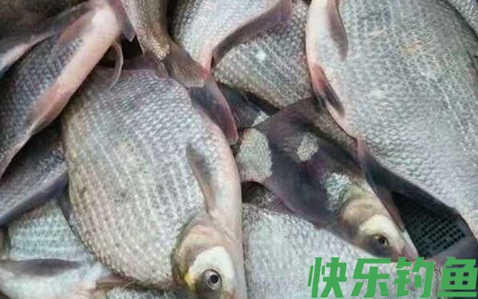 武昌鱼