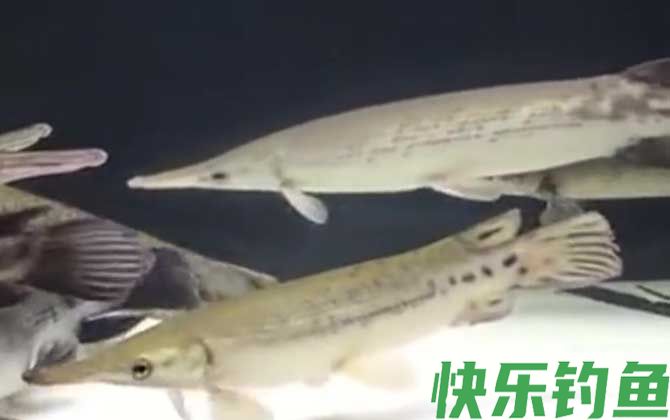 雀鳝鱼