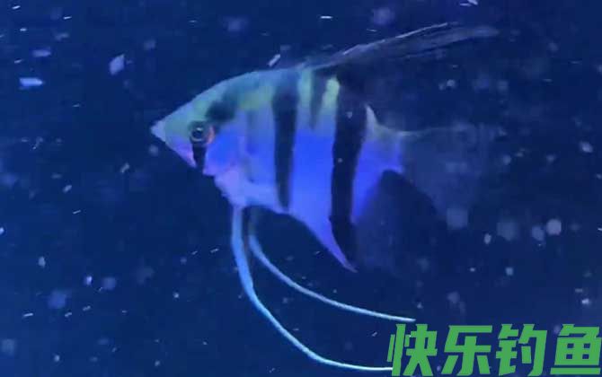 燕鱼