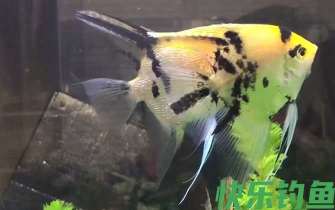 燕鱼