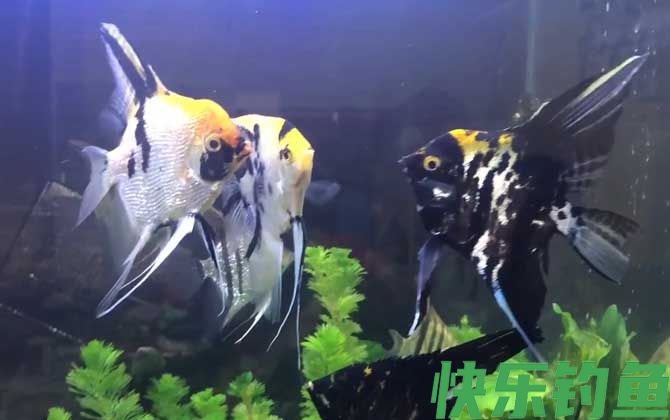 燕鱼