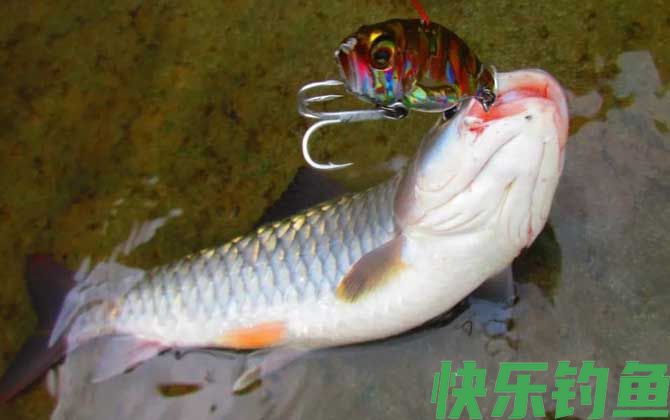 军鱼
