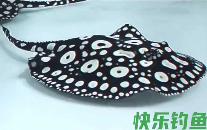 魟鱼