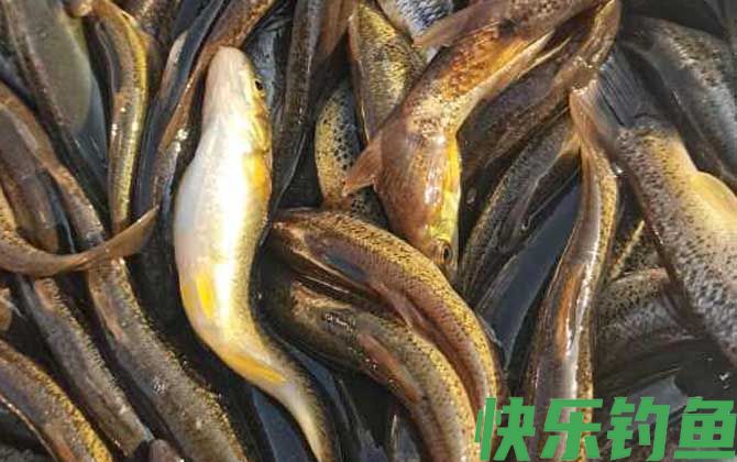 柳根鱼