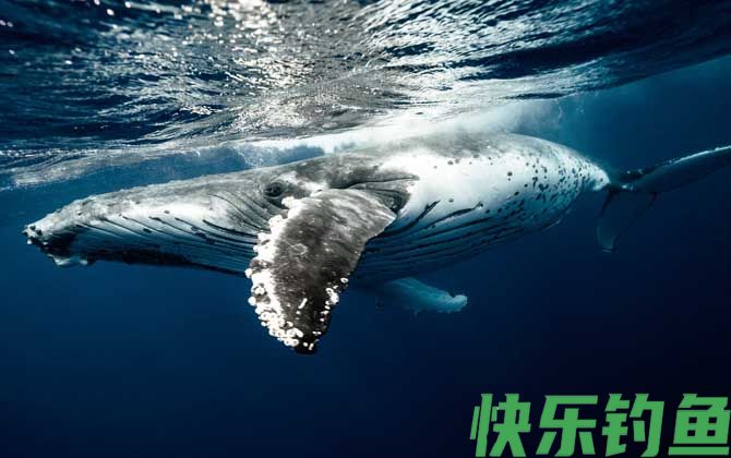 鲸
