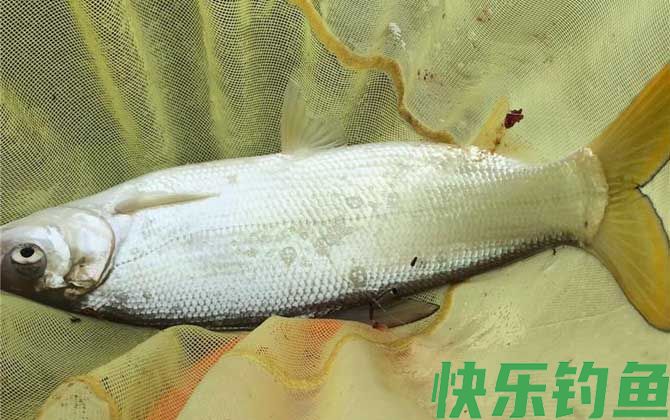 鲴鱼