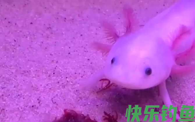 钝口螈