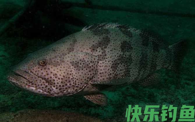 点带石斑鱼