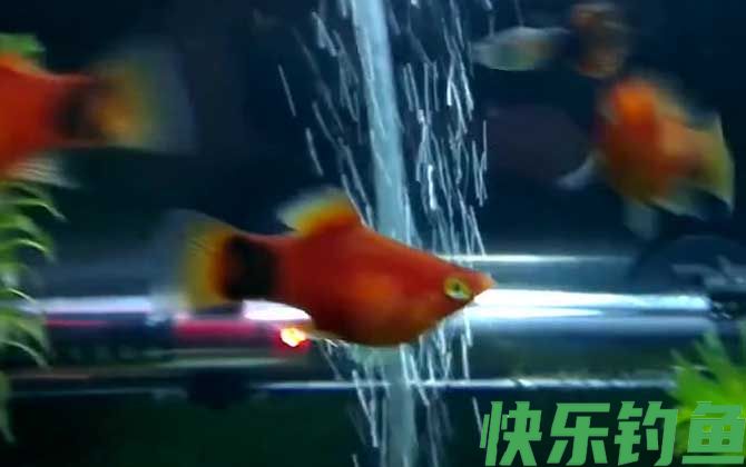 月光鱼
