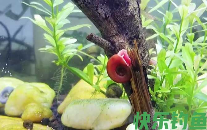 苹果螺
