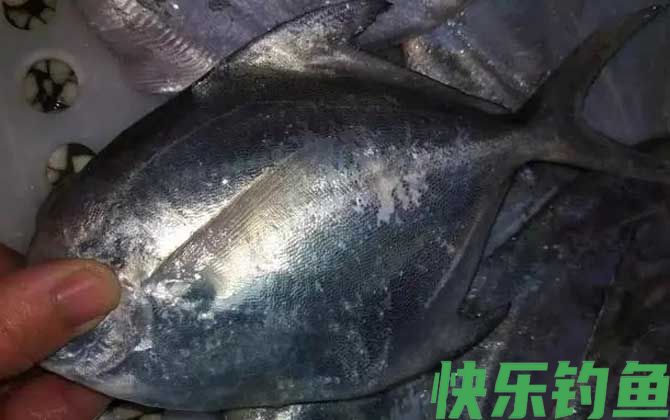 黑鲳鱼