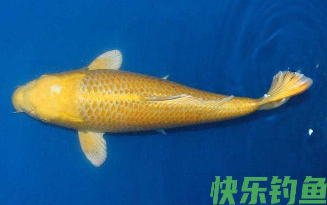 锦鲤鱼