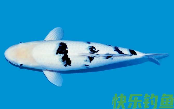 锦鲤鱼