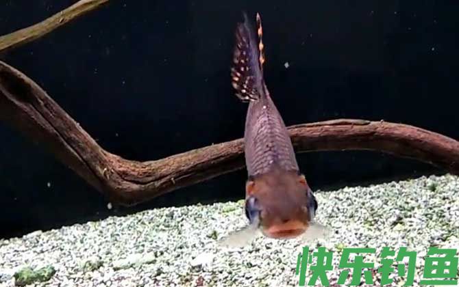 飞凤鱼