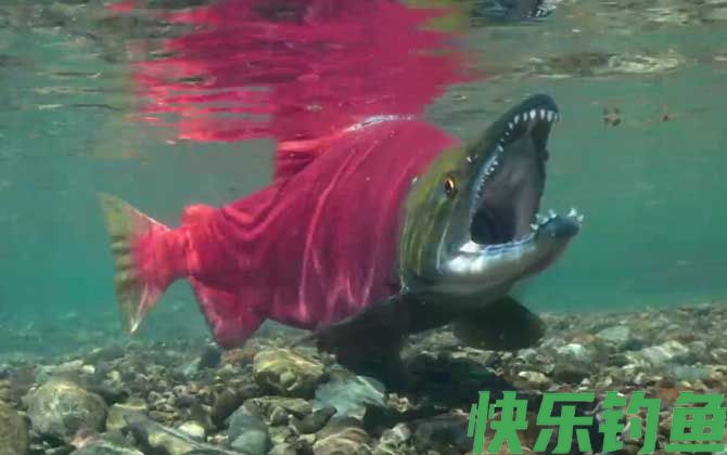 鲑鱼