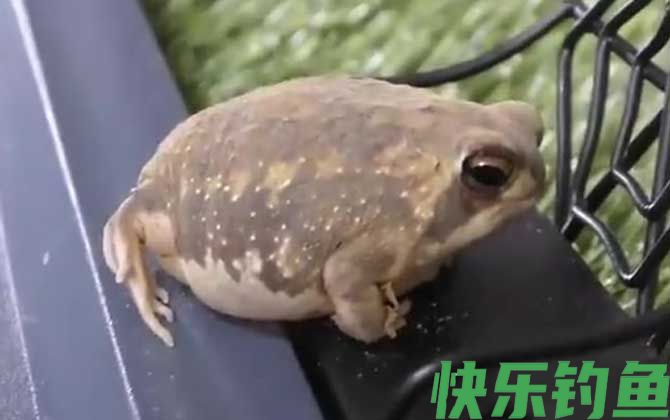 馒头蛙