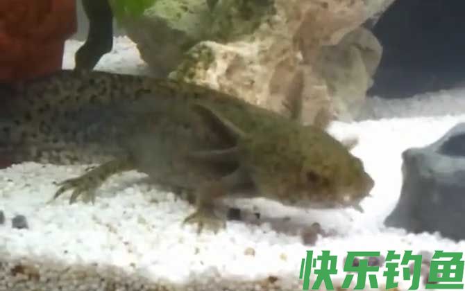 六角恐龙