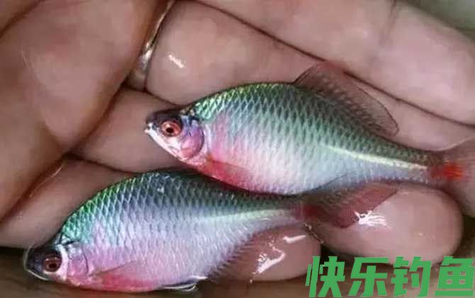 鳑鲏