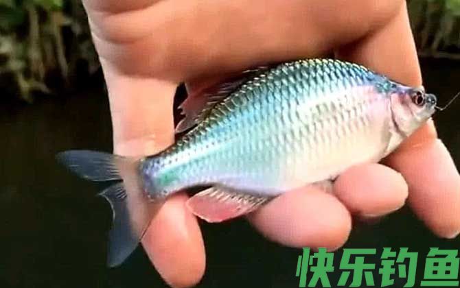 鳑鲏