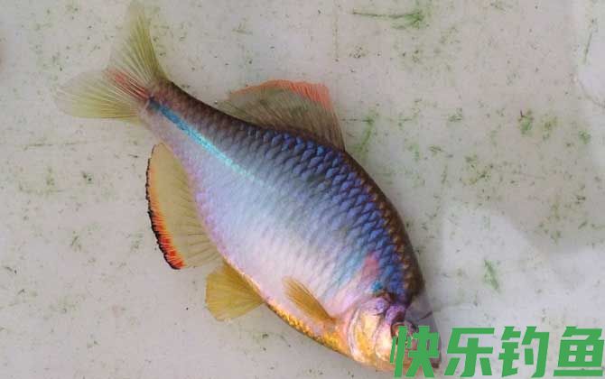 鳑鲏