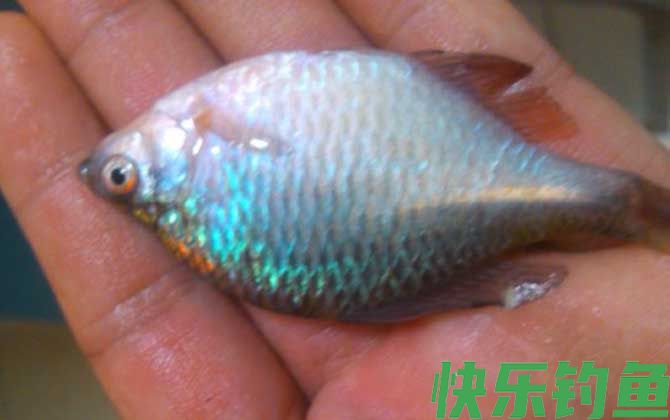 鳑鲏
