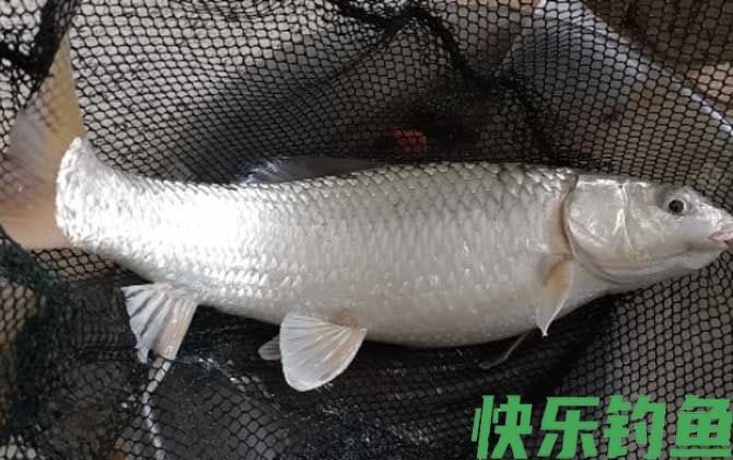 麦鲮