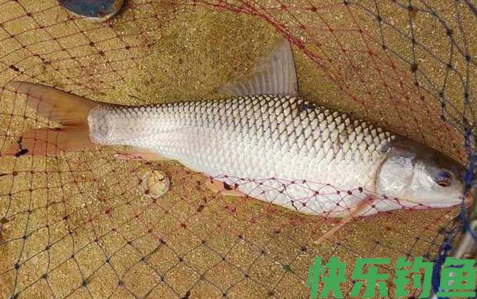 麦鲮