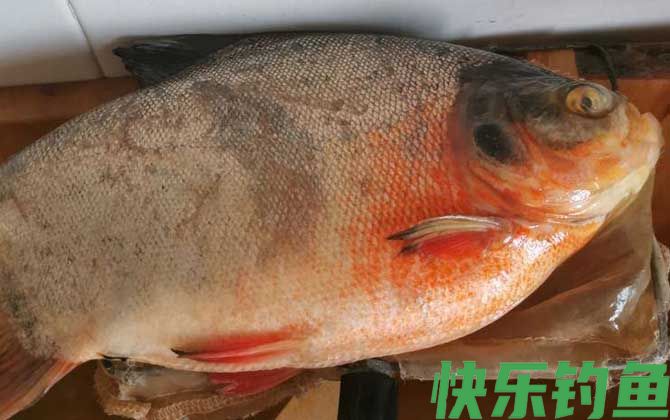 淡水白鲳