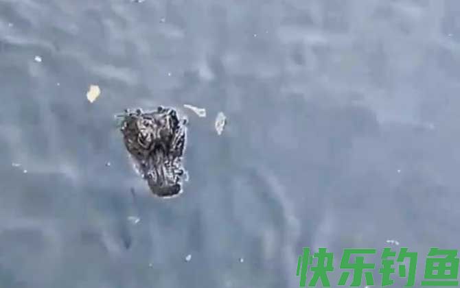 扬子鳄