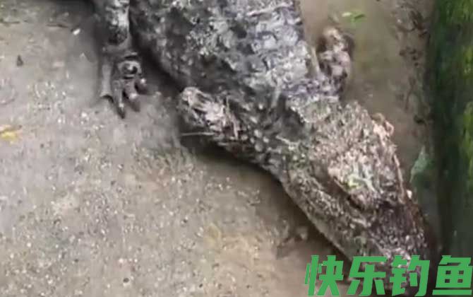 扬子鳄