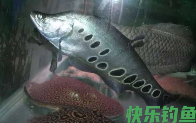 七星刀鱼