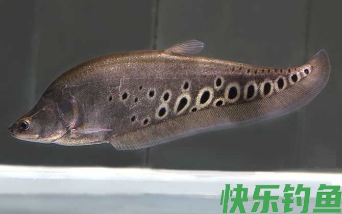 七星刀鱼