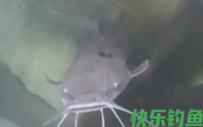 埃及鱼