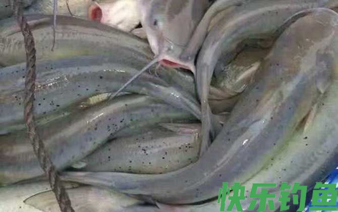 钳鱼