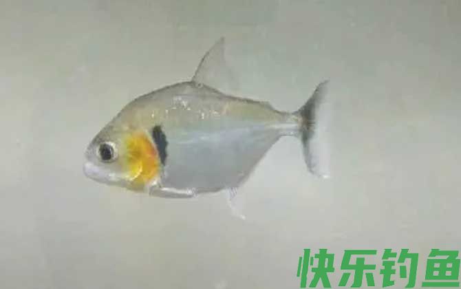 食人鲳
